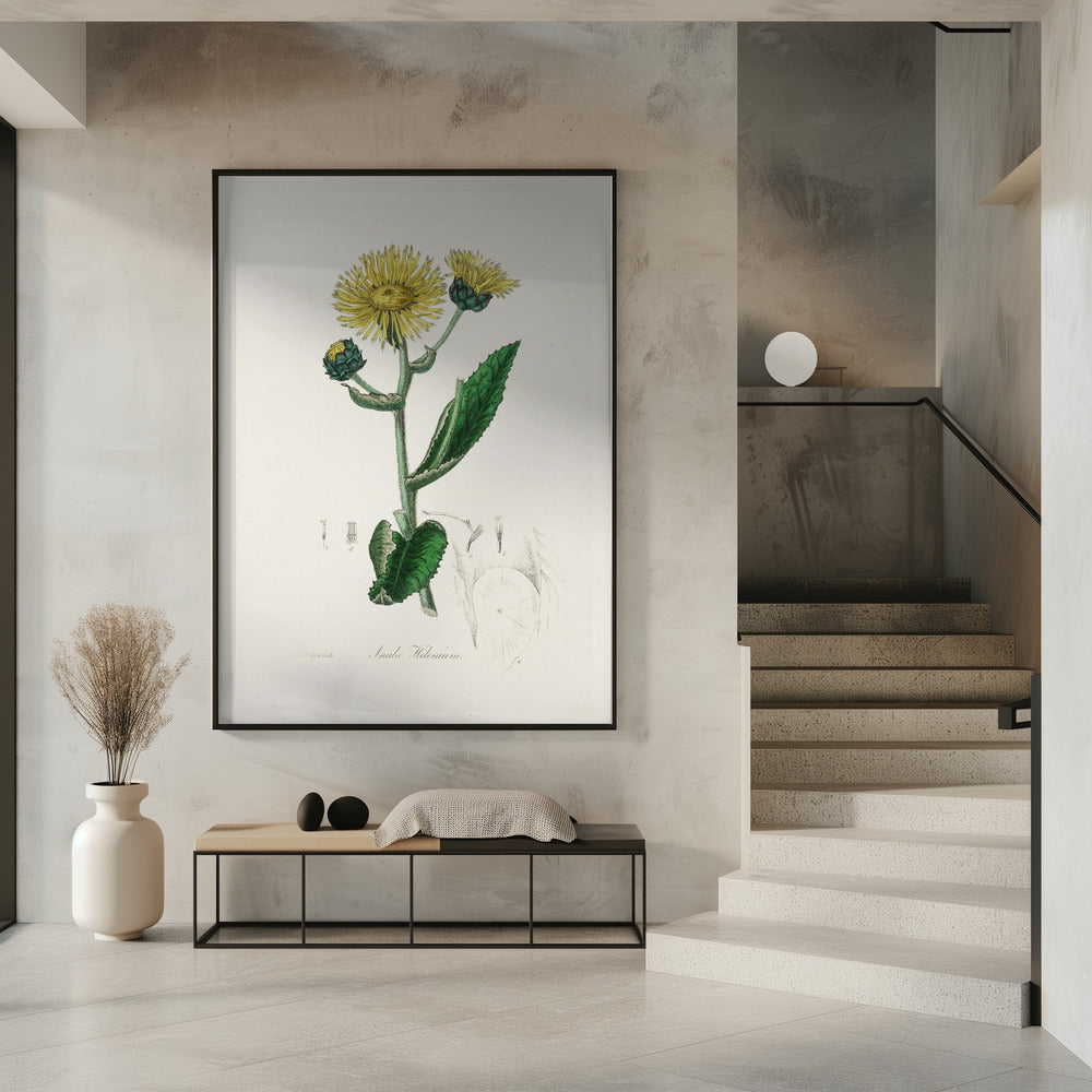 Art Prints of Elecampane (inula Helenium) Medical Botany