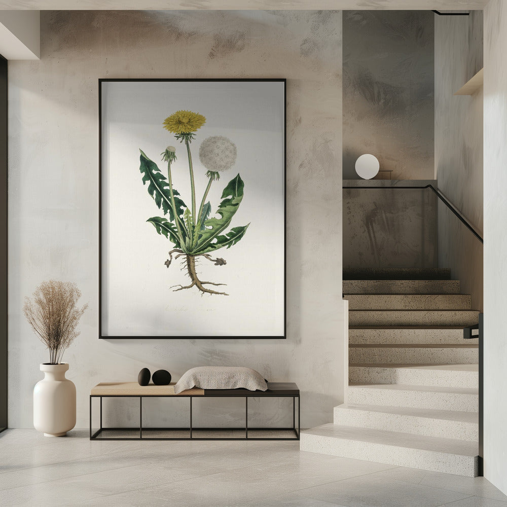 Art Prints of Leontodon Taraxacuma Medical Botany