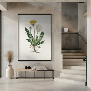 Art Prints of Leontodon Taraxacuma Medical Botany