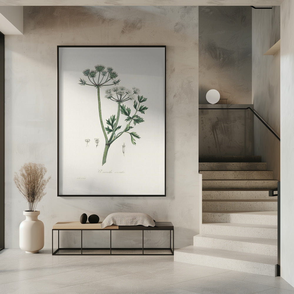 Art Prints of Water Dropwort (onanthe Grocata) Medical Botany