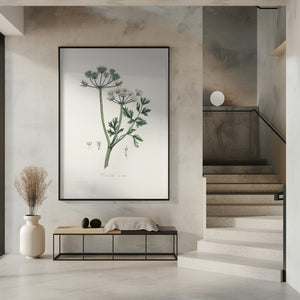 Art Prints of Water Dropwort (onanthe Grocata) Medical Botany