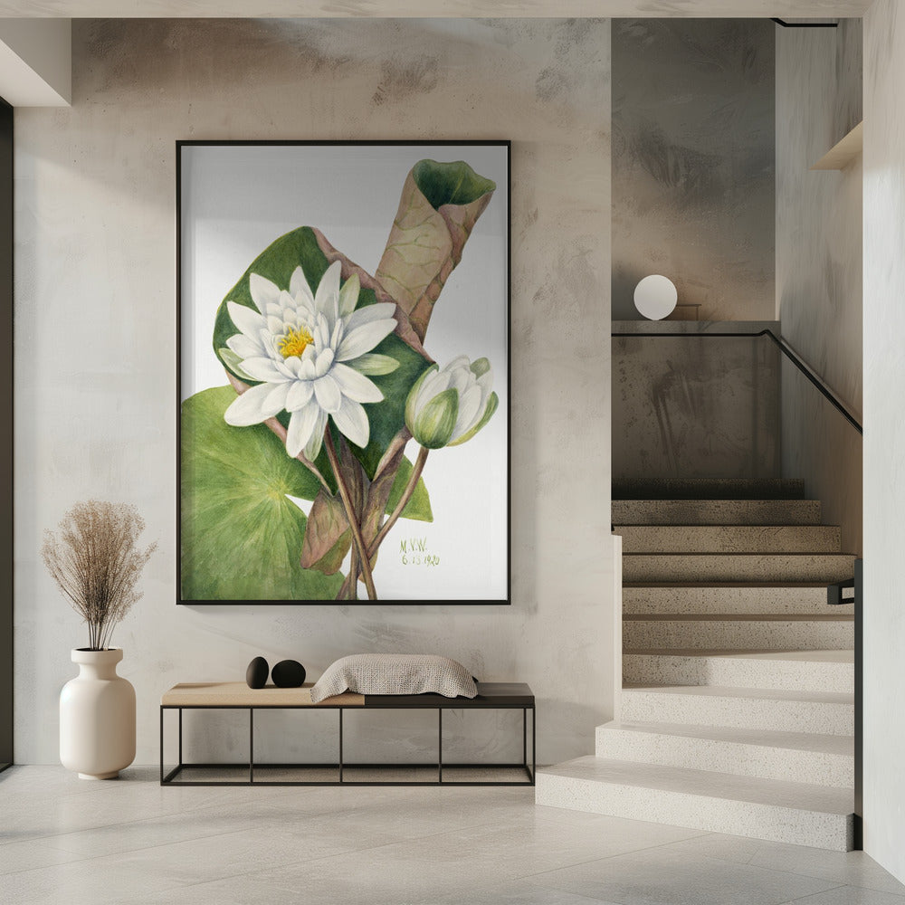 Art Prints of American Waterlily (1920)
