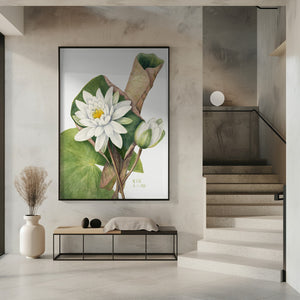 Art Prints of American Waterlily (1920)