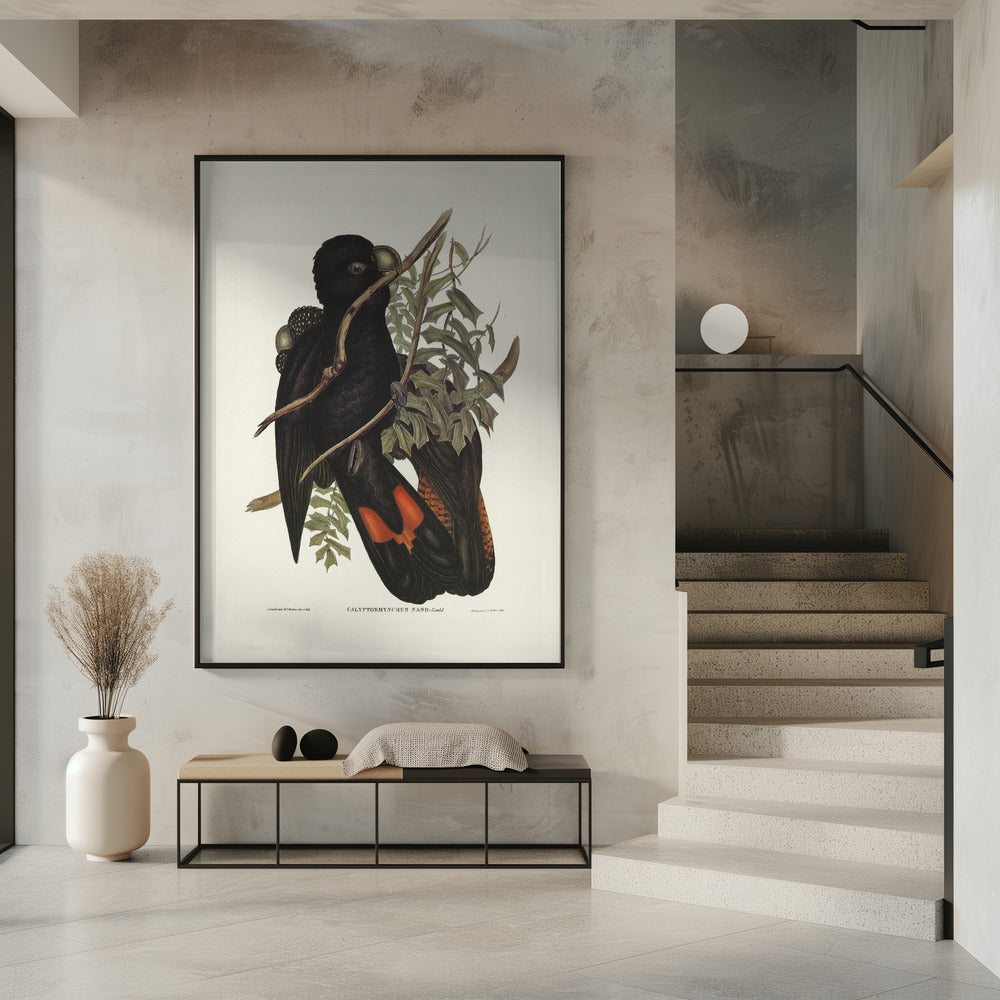 Western Black Cockatoo