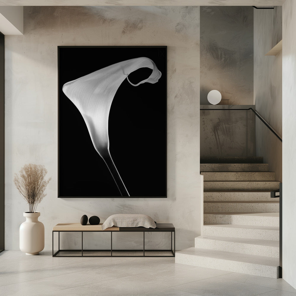Art Prints of Calla
