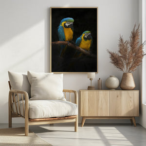 Art Prints of Macaw Parrots