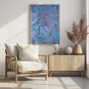 Art Prints of Blue and Pink Succulent
