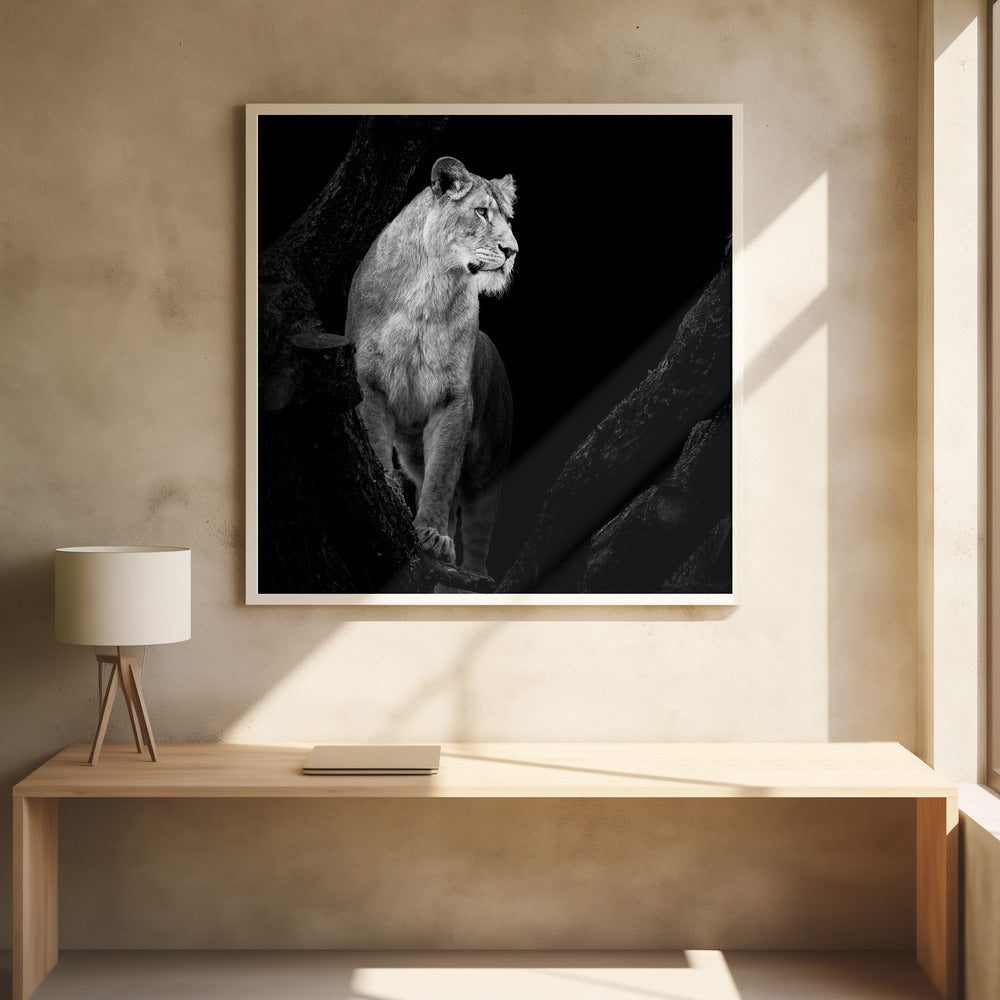 Art Prints of Lioness
