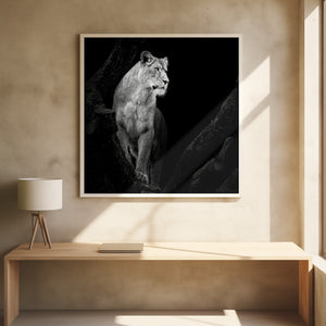 Art Prints of Lioness