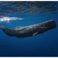 Sperm whale