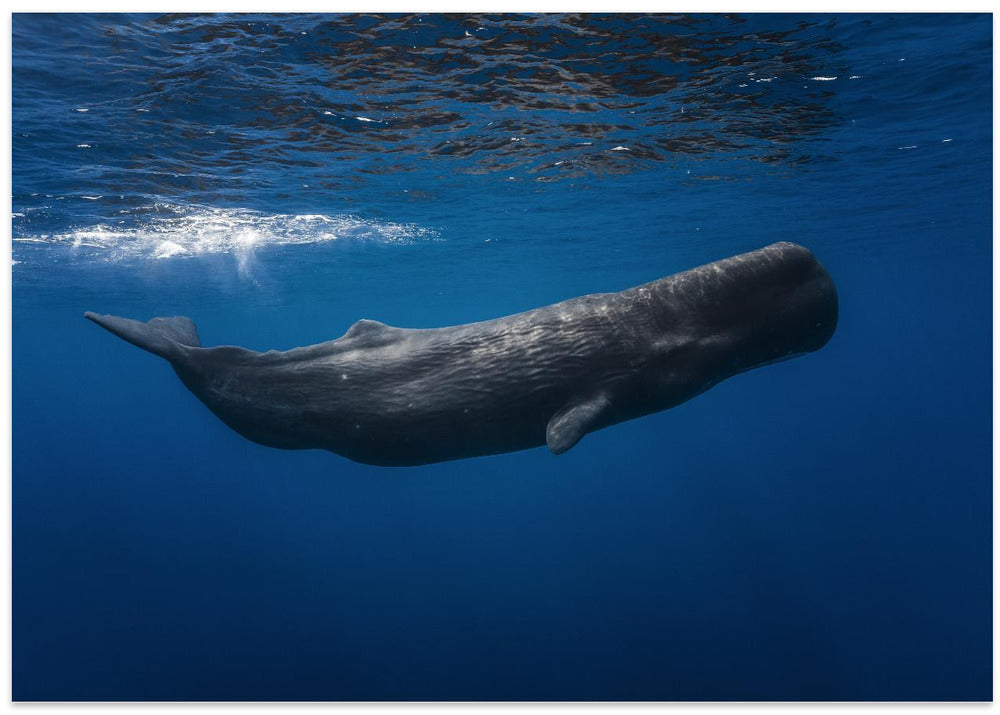 Sperm whale