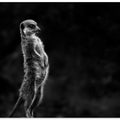 The meerkat
