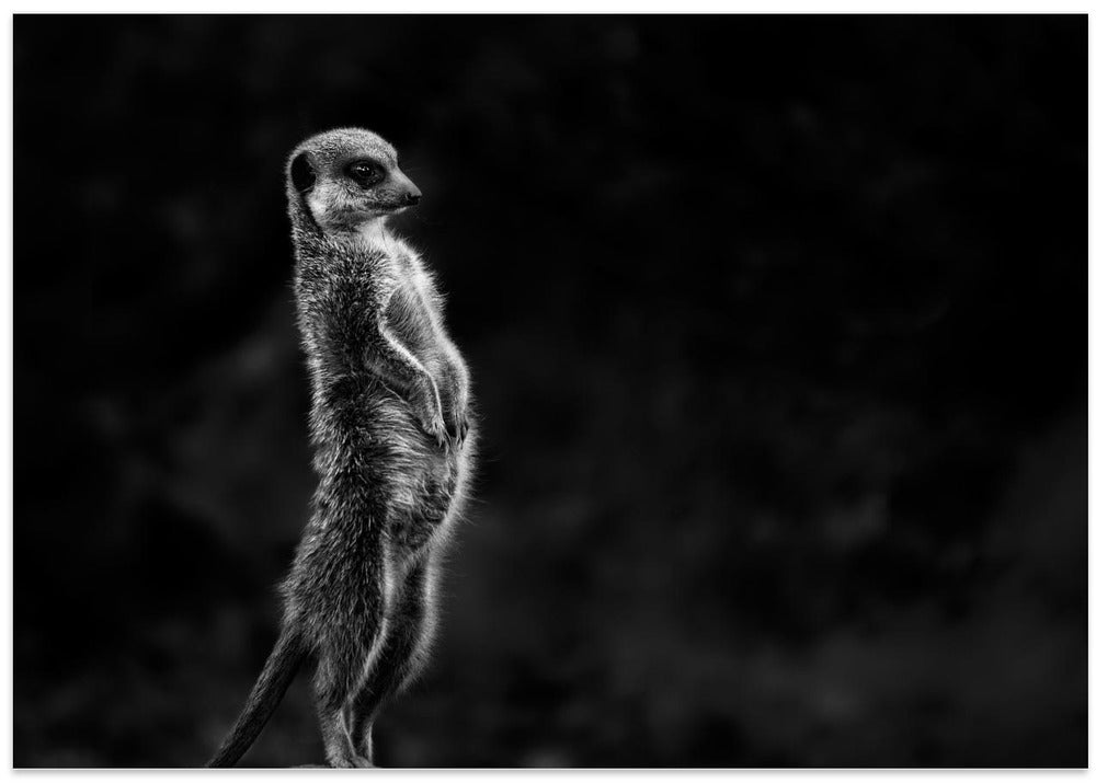 The meerkat