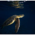 Green turtle