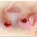 Ladybirds on pink hydrangea.