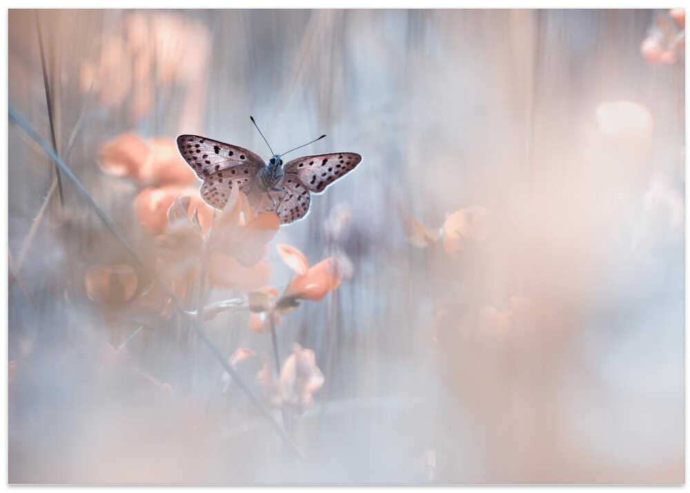 Dakinis are watching over us