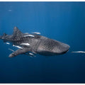 Whale shark