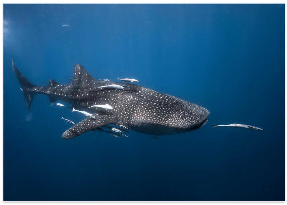 Whale shark