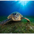 Green turtle