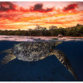 Green turtle and fire sky!