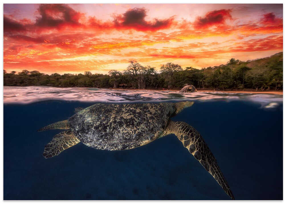 Green turtle and fire sky!
