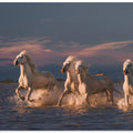 Angels of Camargue