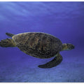 Green turtle in the blue