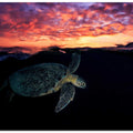Sunset turtle