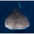 Whale Shark