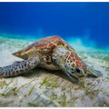 Green turtle