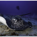 Black-blotched stingray