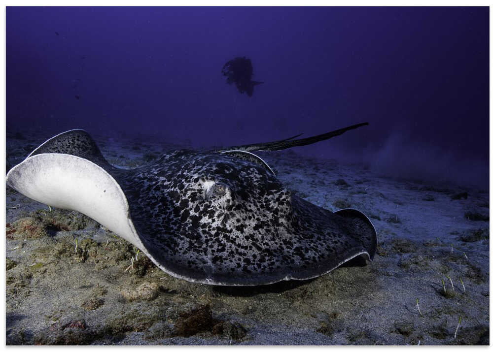 Black-blotched stingray