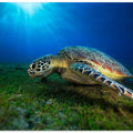 Green turtle