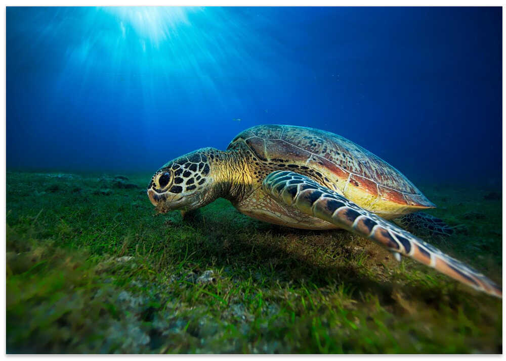 Green turtle