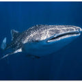 Whale Shark