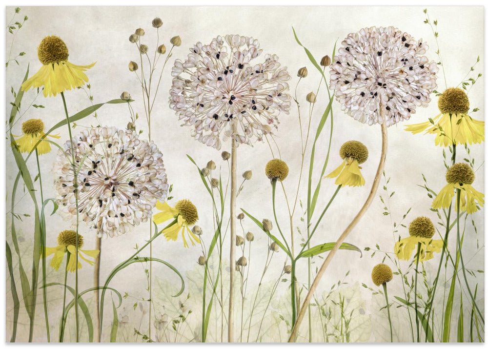Alliums and heleniums
