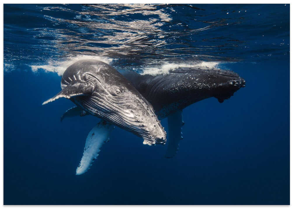 Humpback Whale family!