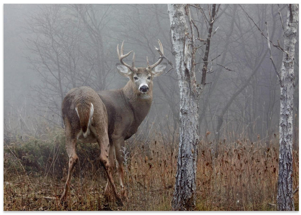 White-tailed buck - In the autumn fog