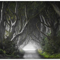 DARK HEDGES