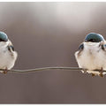 Birds on a wire