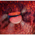 Octopus Eye