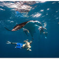 Dive with Manta Ray