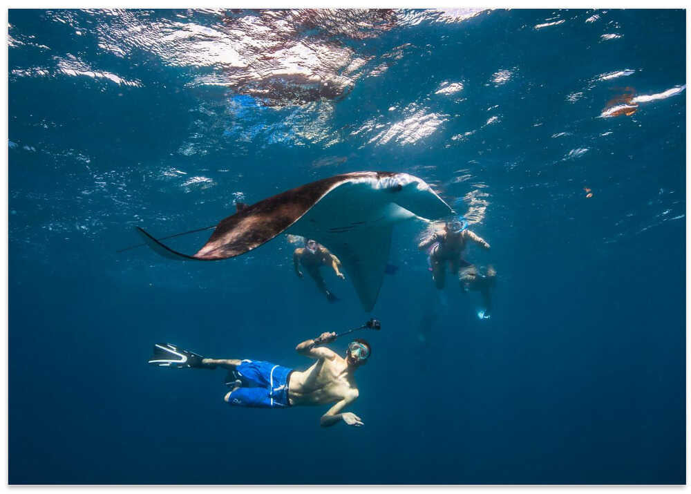 Dive with Manta Ray