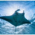 Manta ray