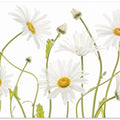 Ox eye Daisies
