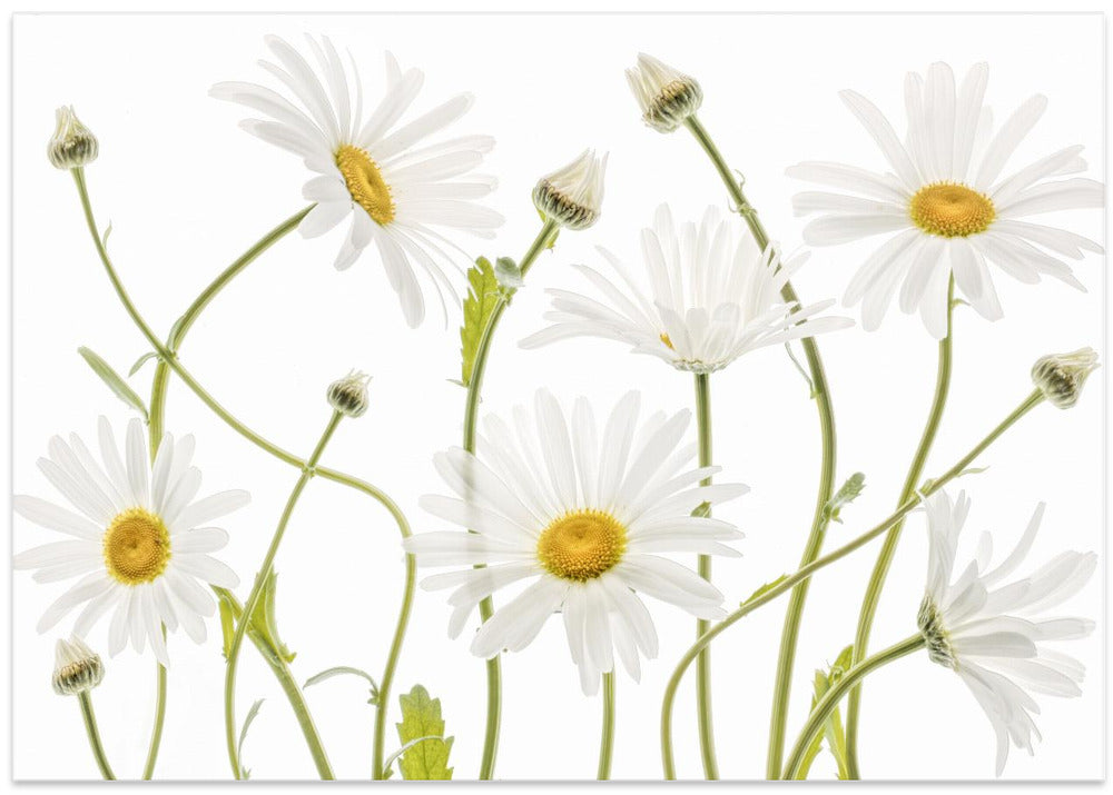 Ox eye Daisies