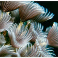 Feather Duster Worms