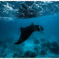 Manta Ray