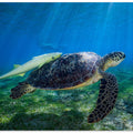 Sea Turtle