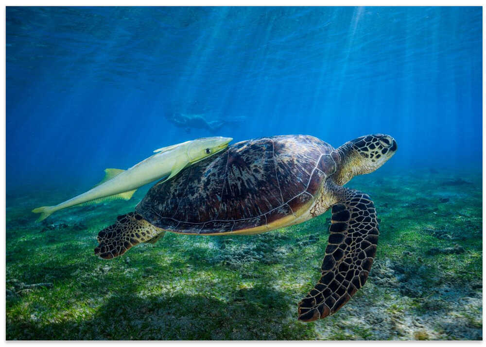 Sea Turtle